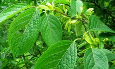 植物提取物飼料添加劑對于發(fā)展我國無抗養(yǎng)殖業(yè)將大有作為