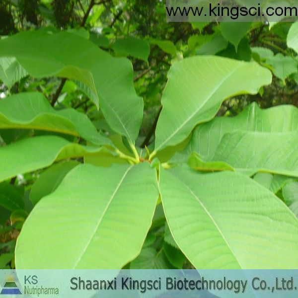 廠家現(xiàn)貨供應優(yōu)質(zhì)純天然厚樸提取物 厚樸總酚30%