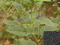 陜西大田 植物甾醇提取物 廠家直銷(xiāo) 包郵批發(fā)價(jià)格@西安 陜西大田生物 植物提取物-